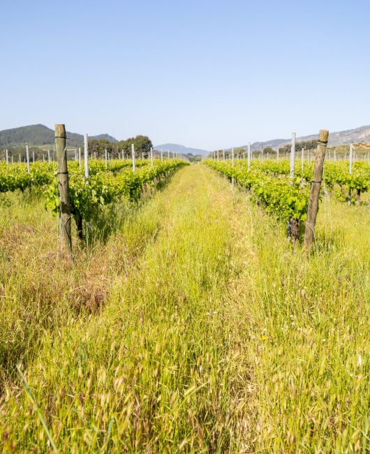 viñedo- nuestra tierra