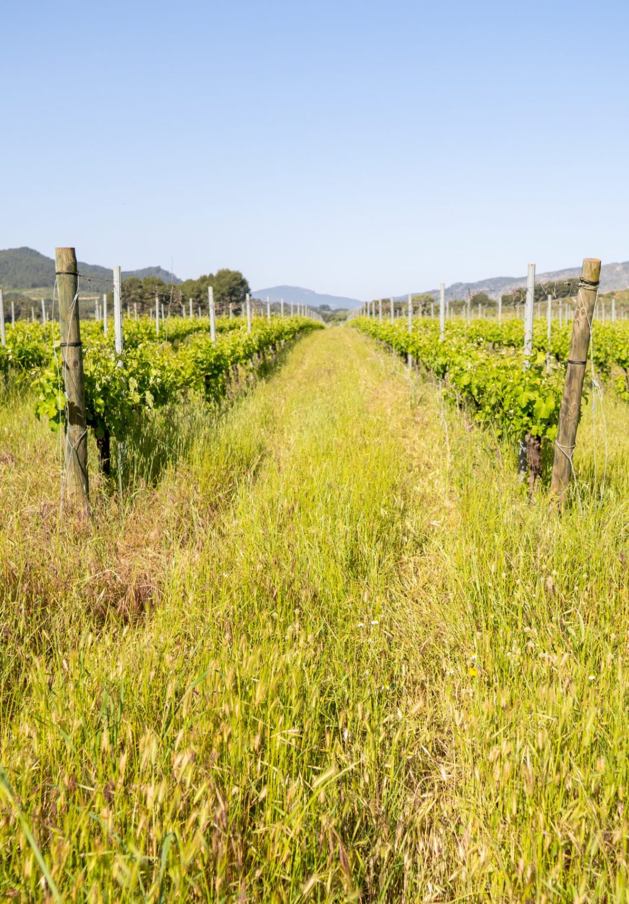 viñedo- nuestra tierra